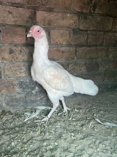 Pure Aseel boski heeri madi for sale andon k liay blkl tyar hai