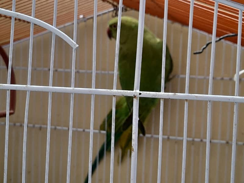 green parrot 0