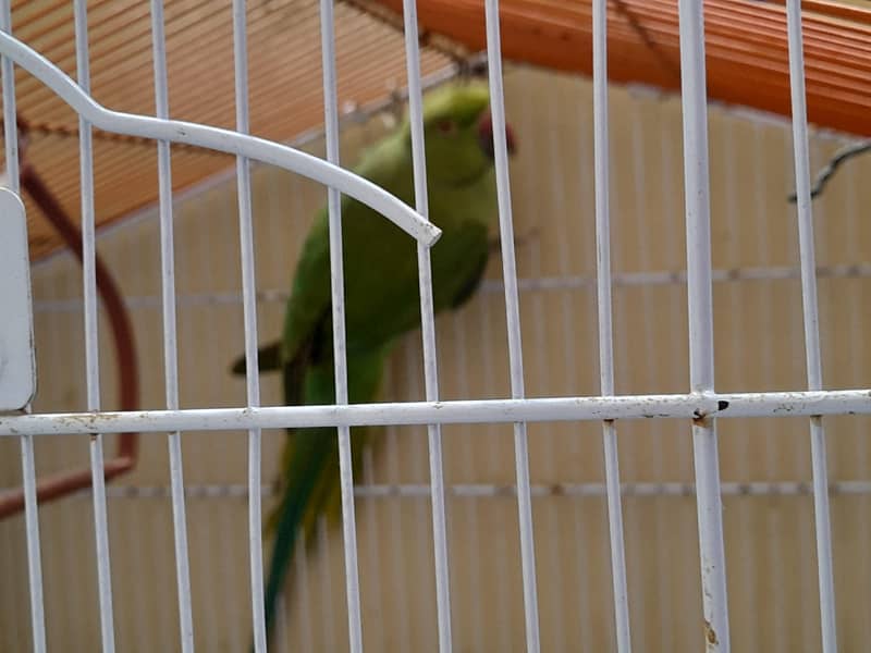 green parrot 1