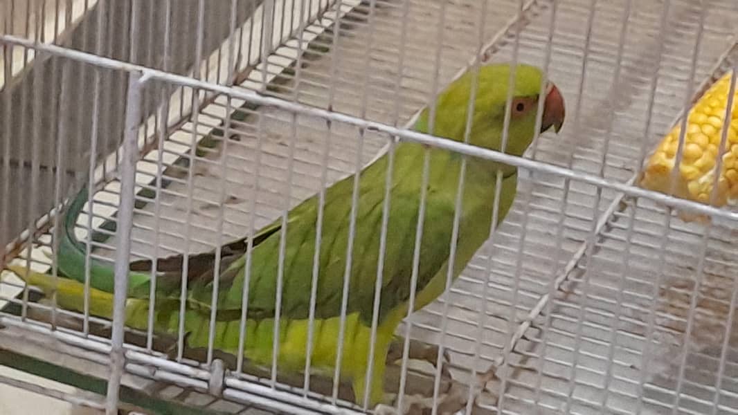 green parrot 2