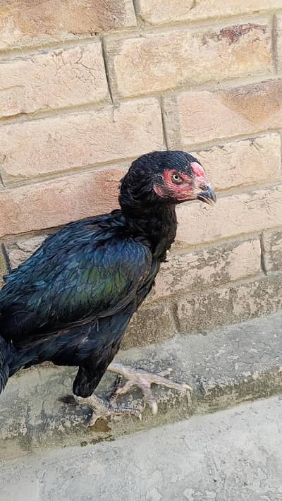 aseel Black Mushiki