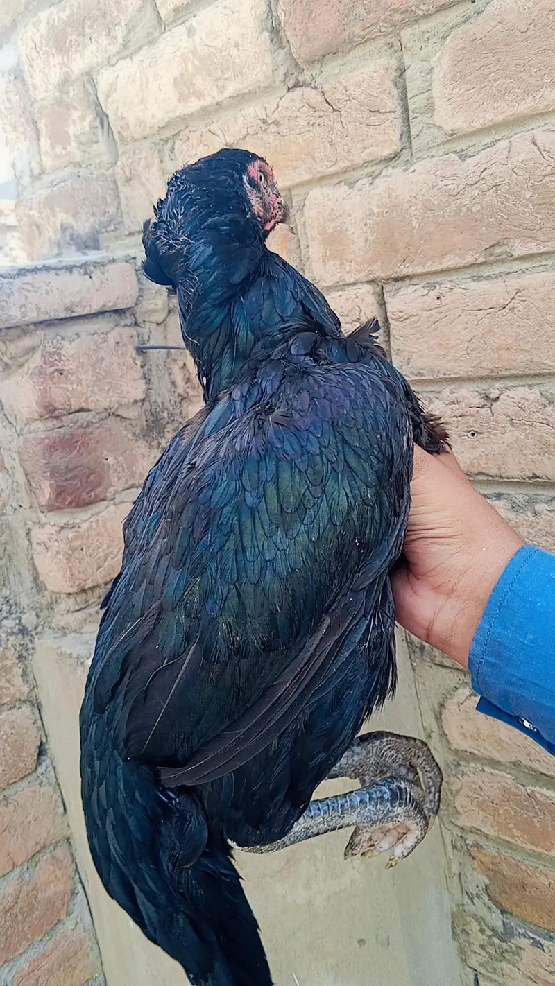 aseel Black Mushiki — photo 4