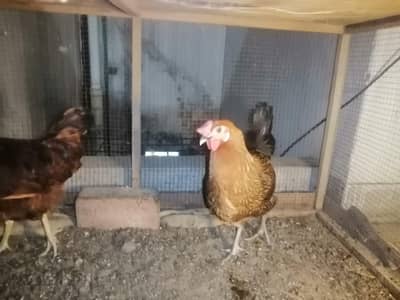 golden dasia misri  hens