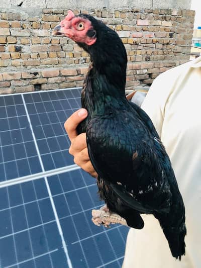 mushki lasani Kili taj Madi eggs grnty