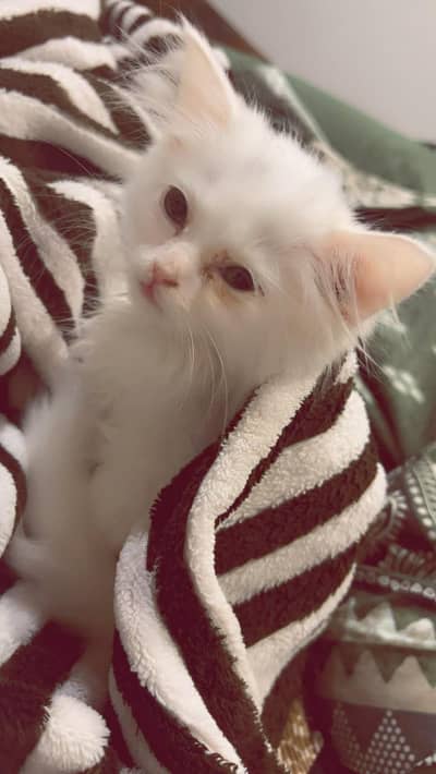 Persian male kitten