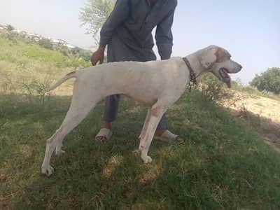pointer female dog