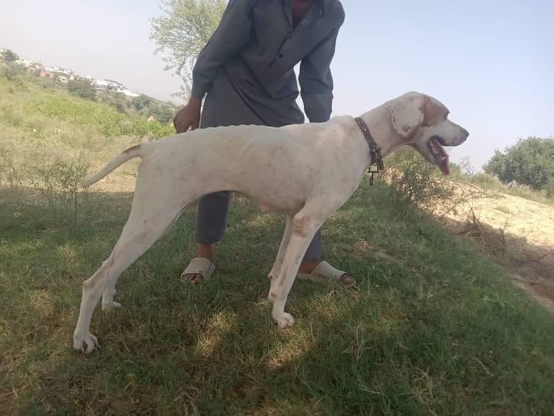 pointer female dog 1