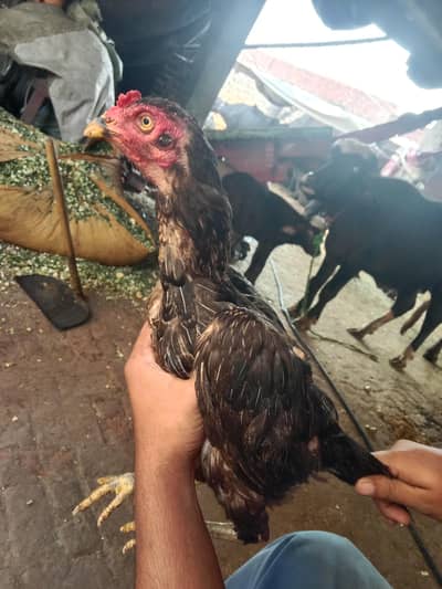 ik aseel ha or dosri Desi murghi anda da rahi haa