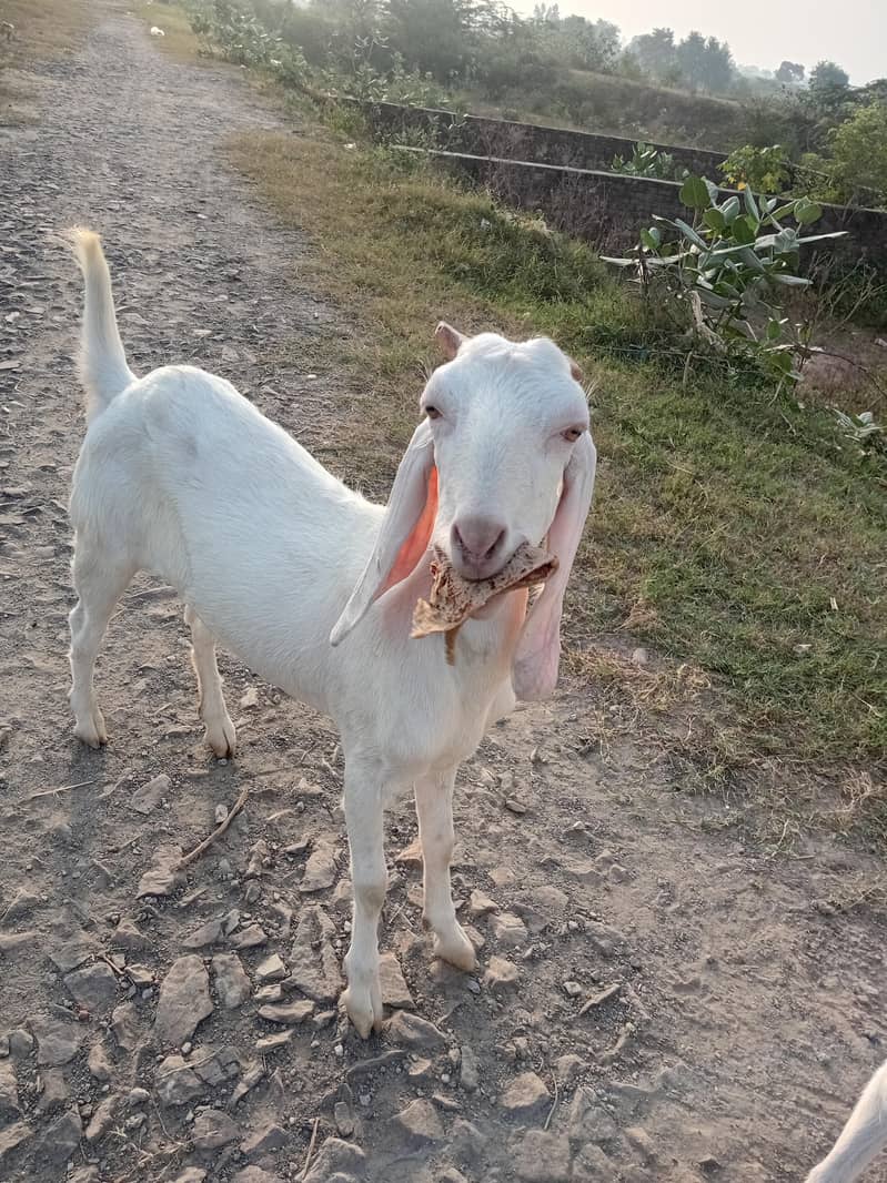 Goats 4