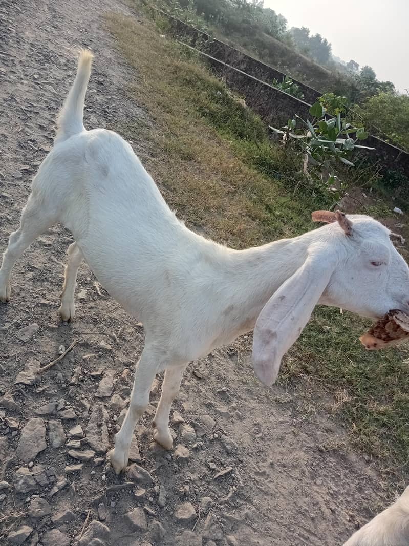 Goats 5