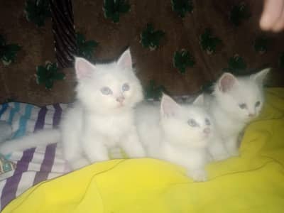 3 kittens