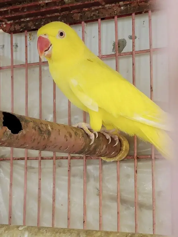 YELLOW RINGNECK — photo 2