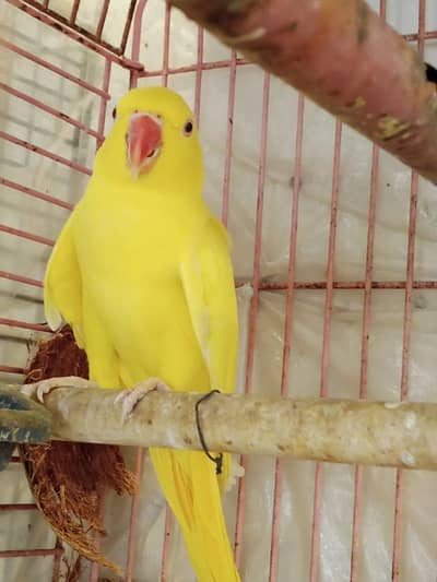 YELLOW RINGNECK