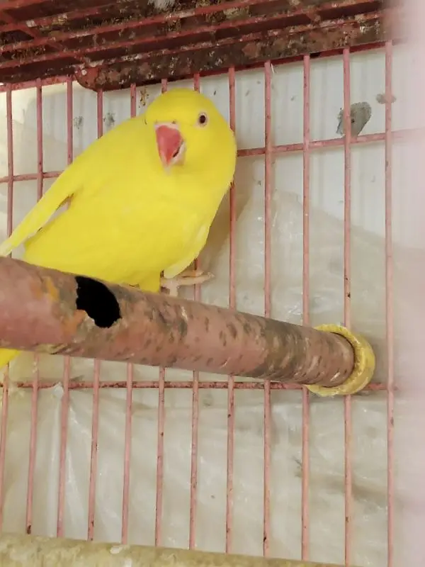 YELLOW RINGNECK — photo 3