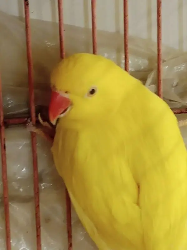 YELLOW RINGNECK — photo 4