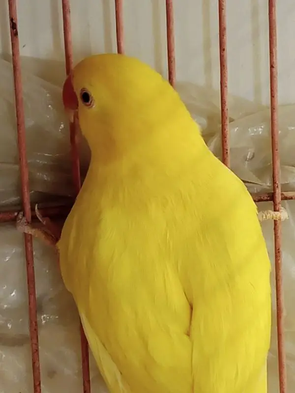 YELLOW RINGNECK — photo 5