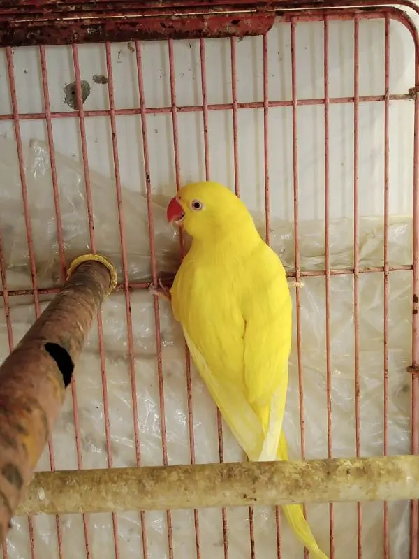 YELLOW RINGNECK — photo 6