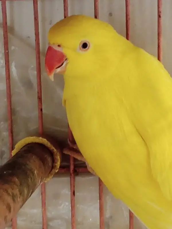 YELLOW RINGNECK — photo 7