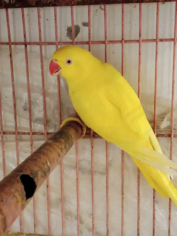 YELLOW RINGNECK — photo 8