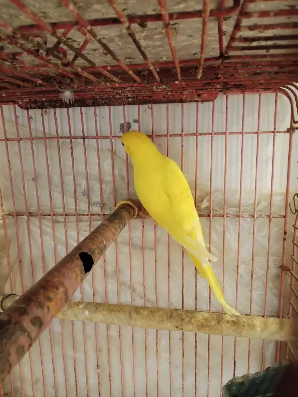 YELLOW RINGNECK — photo 9
