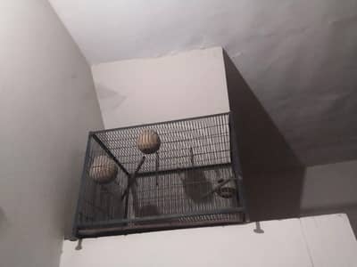 iron cage strong 03046795480