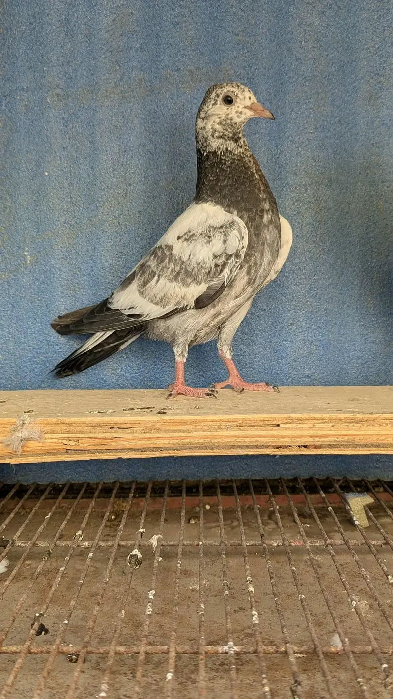 high flyer babies — photo 3