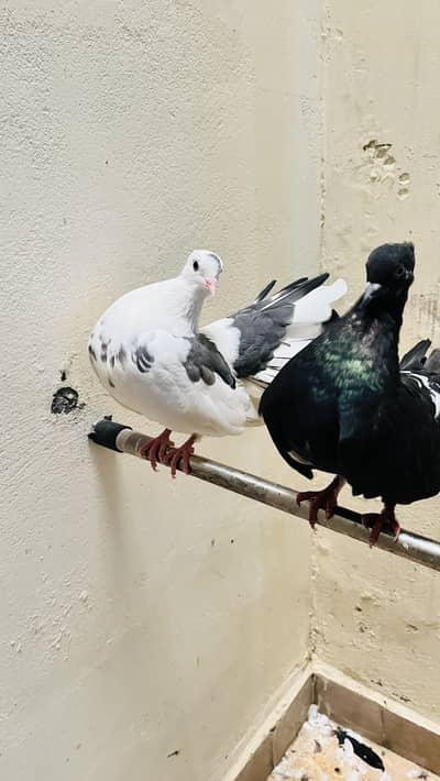 2 pairs and 1 black male