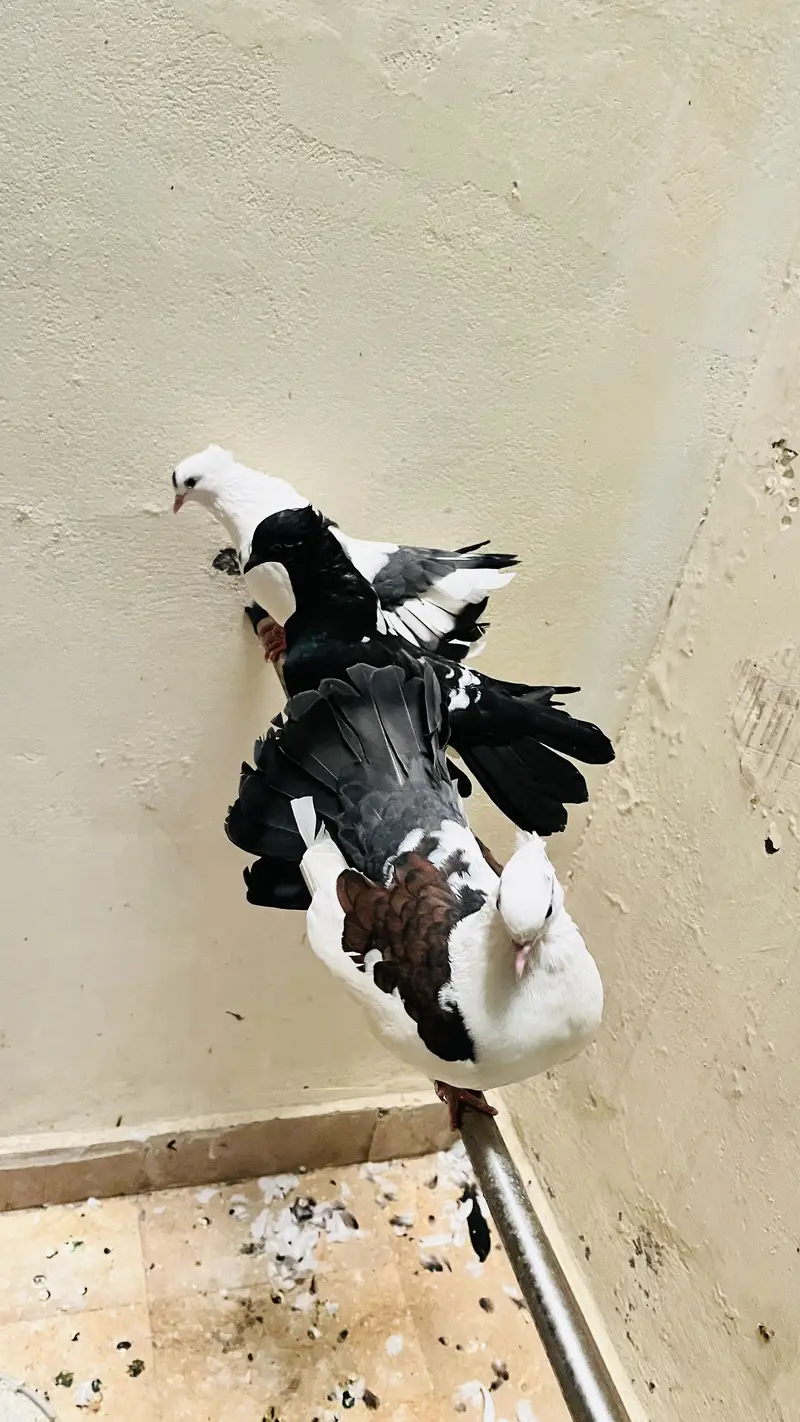 2 pairs and 1 black male — photo 2