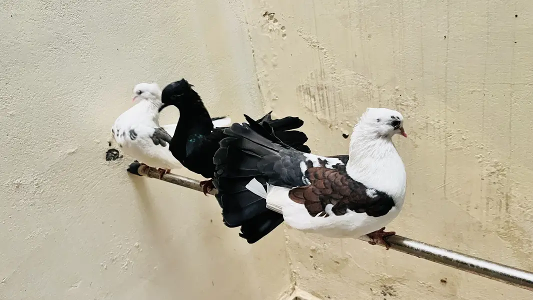 2 pairs and 1 black male — photo 4