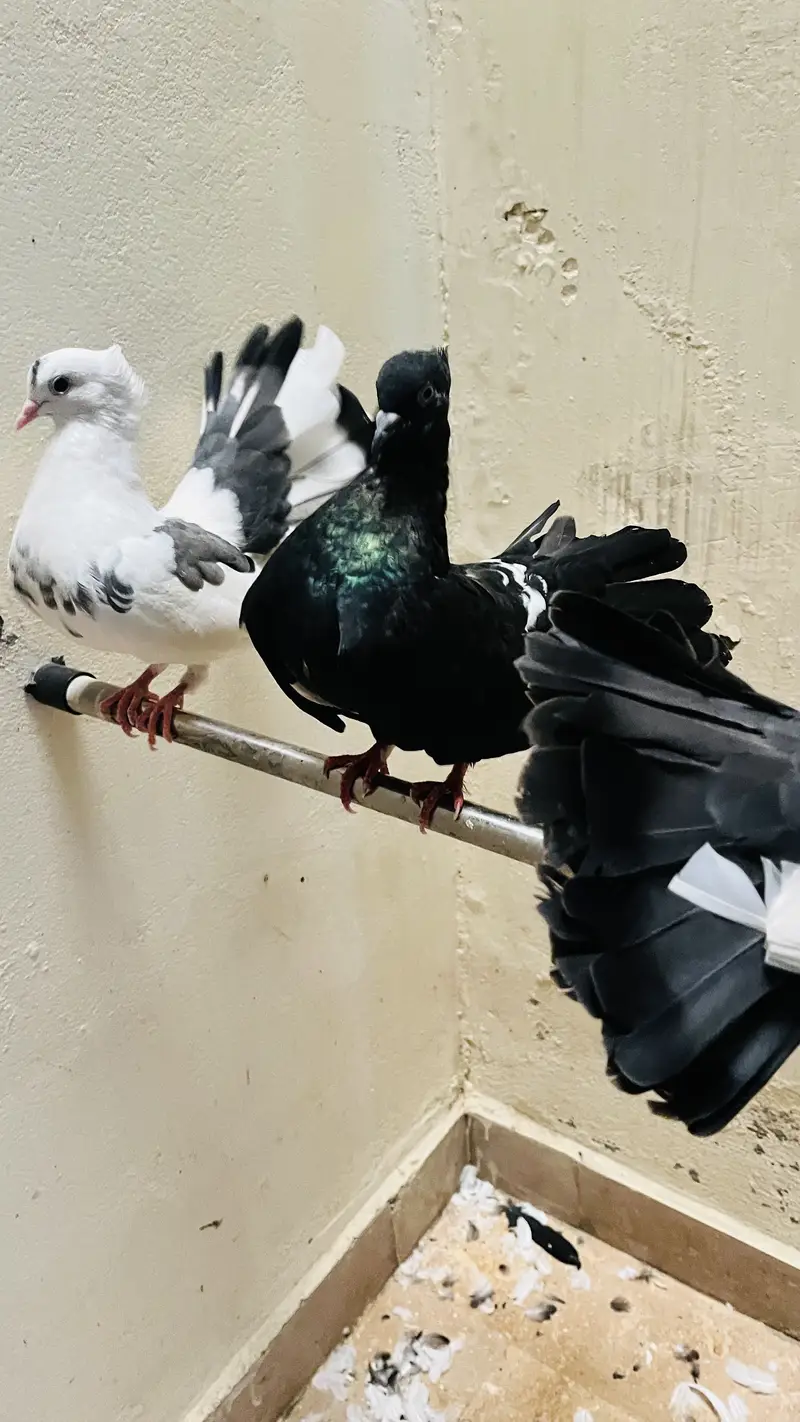 2 pairs and 1 black male — photo 5