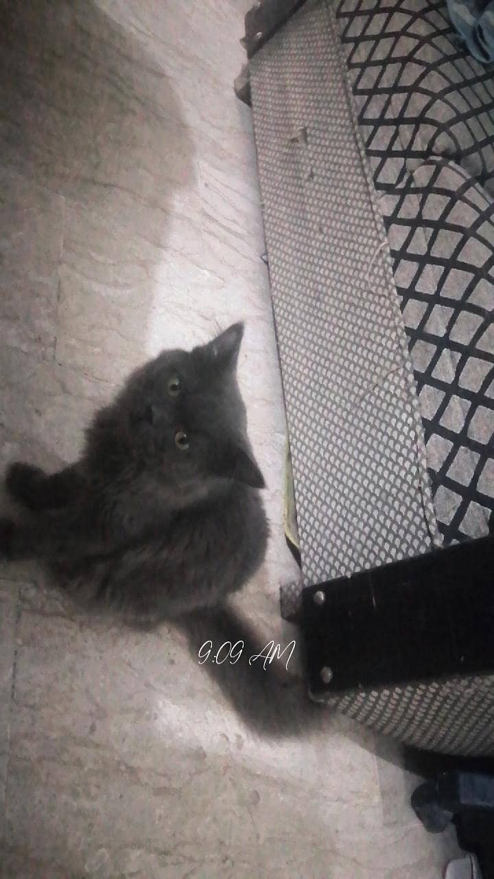 cat's Persian 1