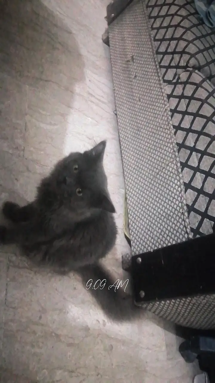 cat's Persian — photo 2
