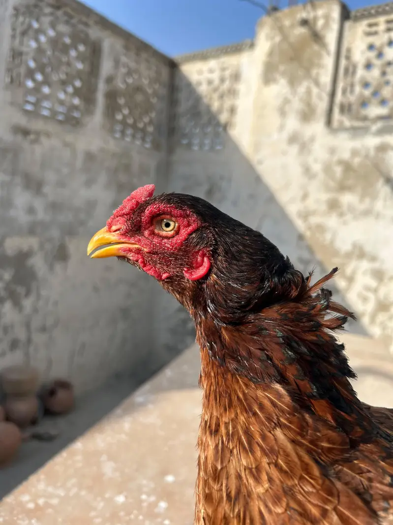 High quality Aseel mianwali and amroha — photo 3