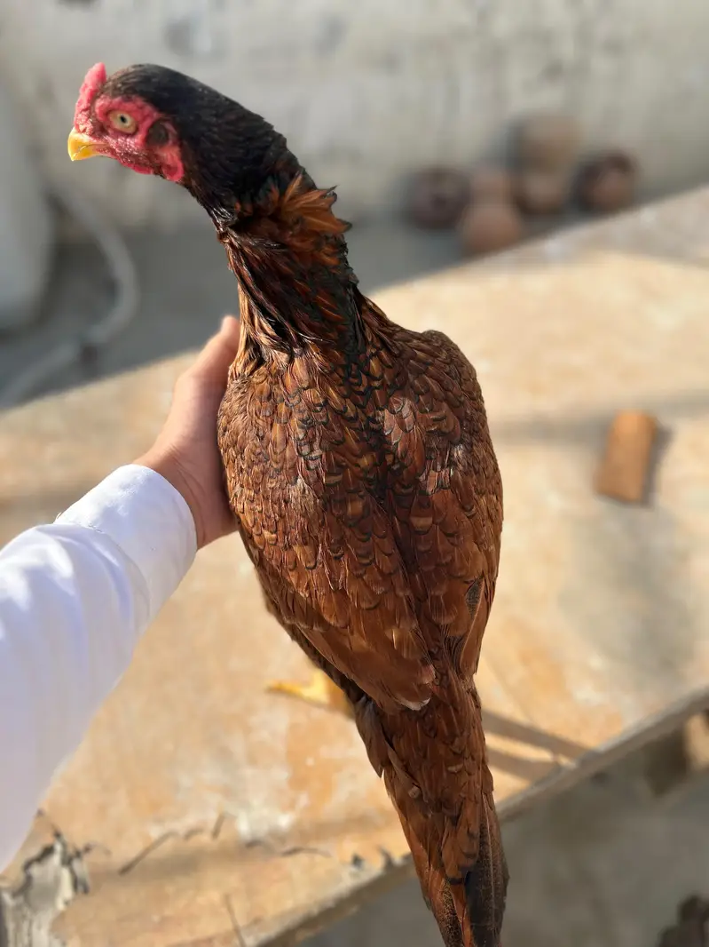 High quality Aseel mianwali and amroha — photo 7