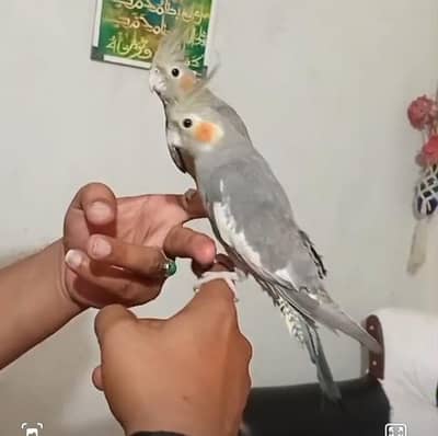 health parrot for sale-hand tame