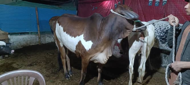 cow healthy for sale