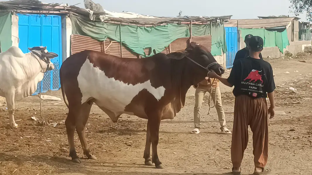 cow healthy for sale — photo 2