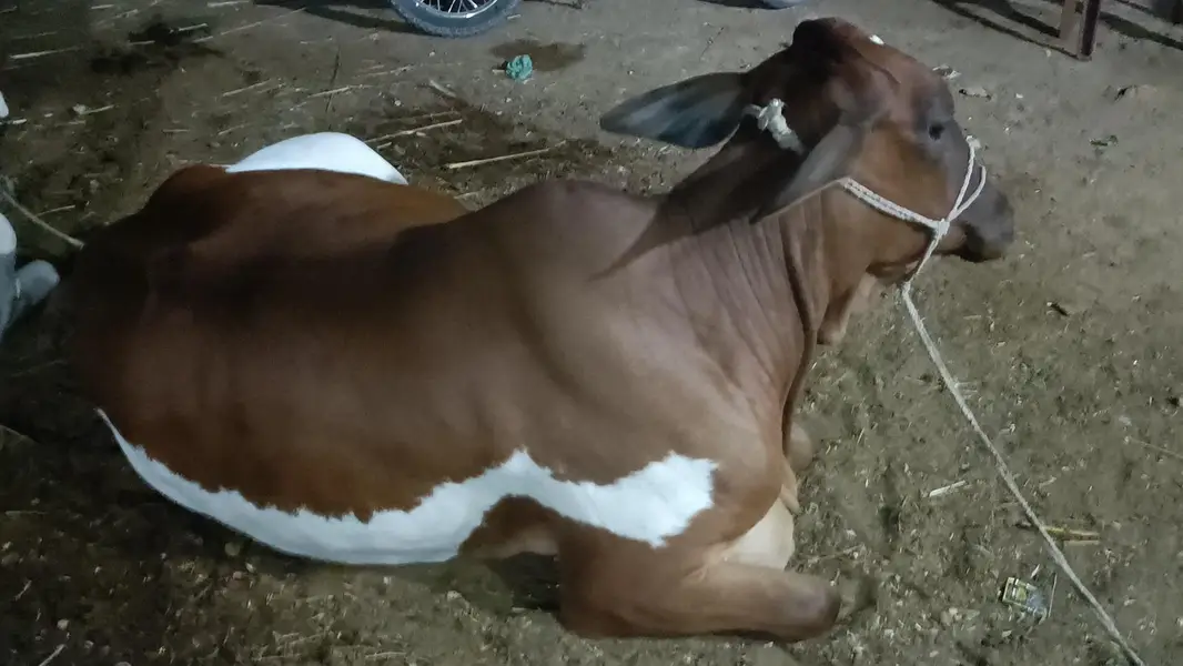 cow healthy for sale — photo 3