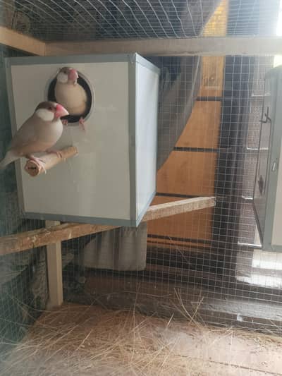 fawn java confirm 3 breeder pairs