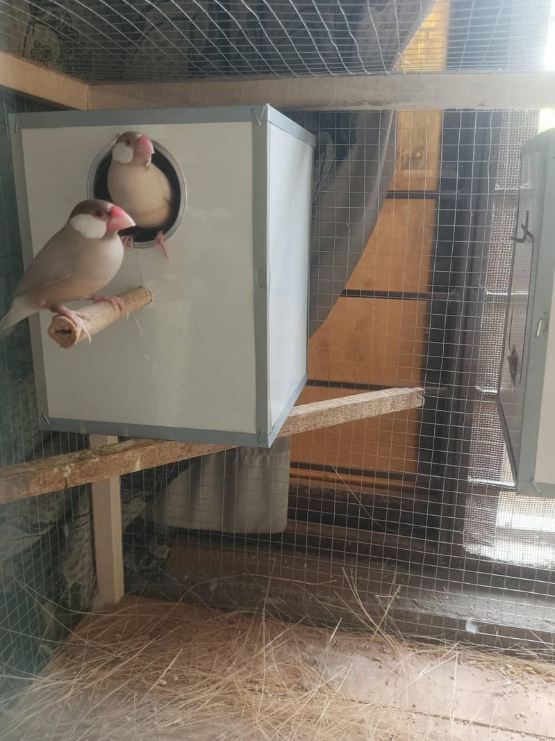 fawn java confirm 3 breeder pairs 0