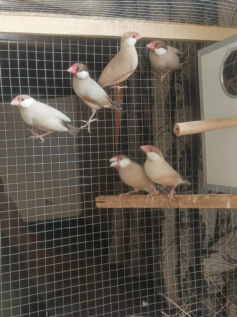 fawn java confirm 3 breeder pairs 2