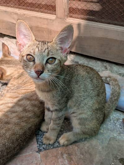 free cat
