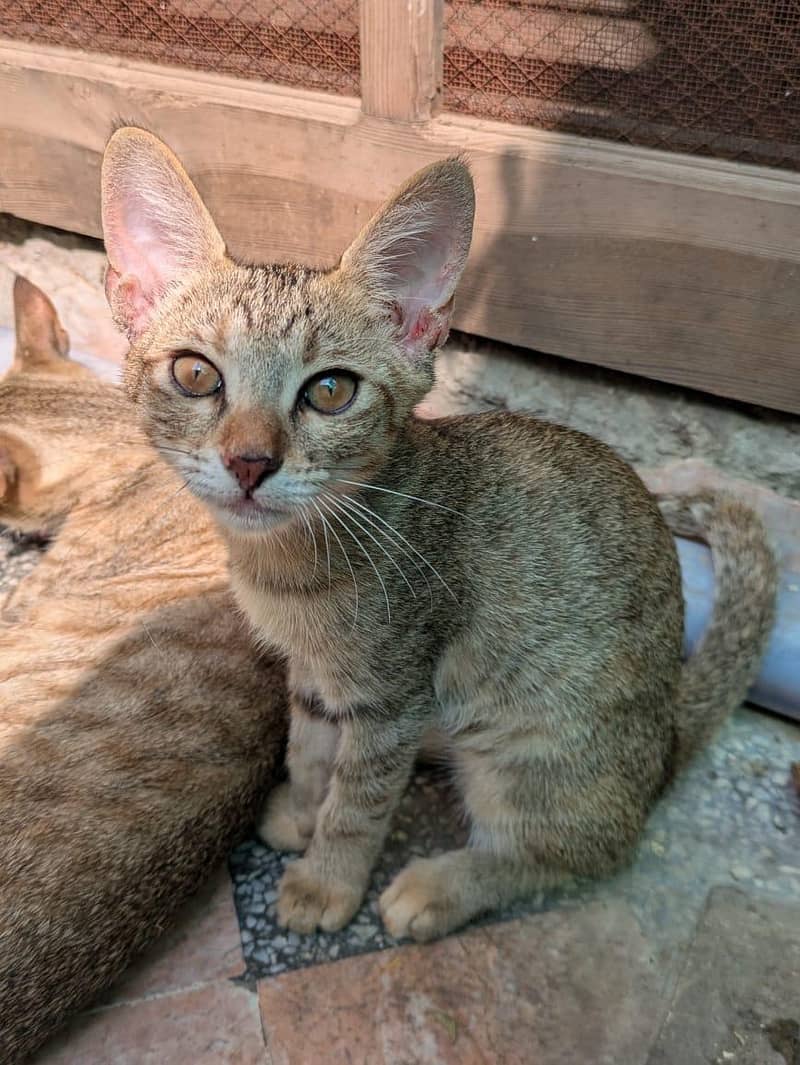 free cat 0