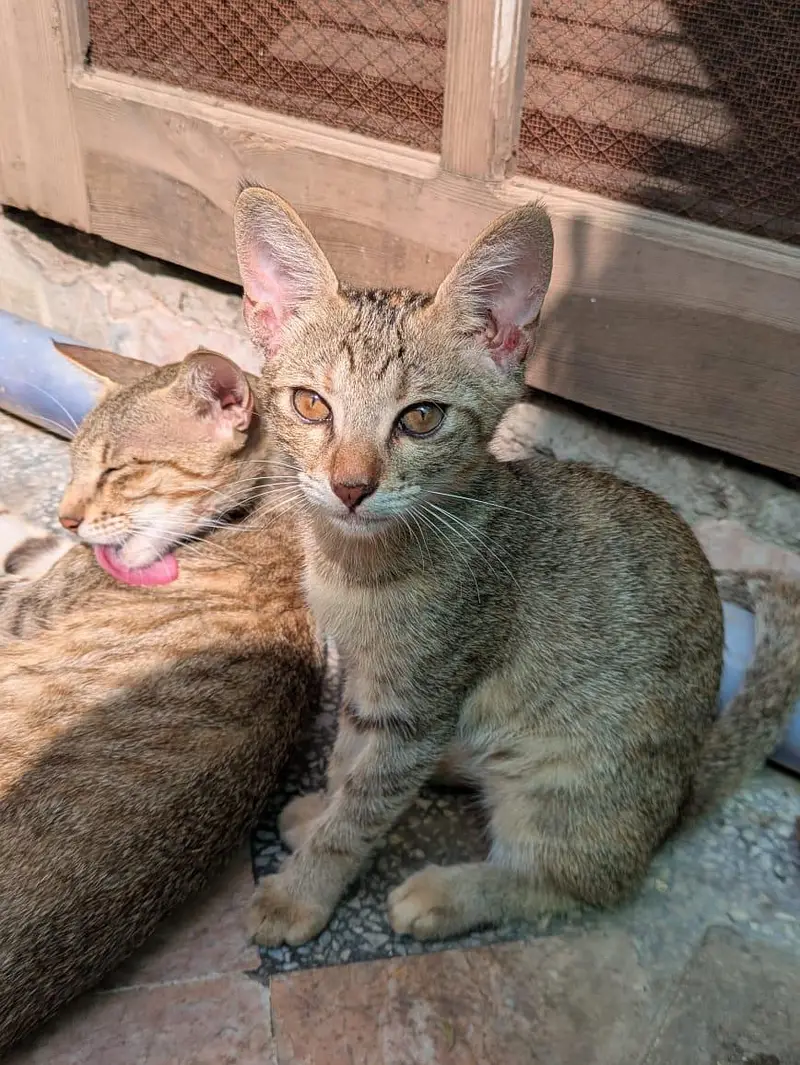 free cat — photo 2