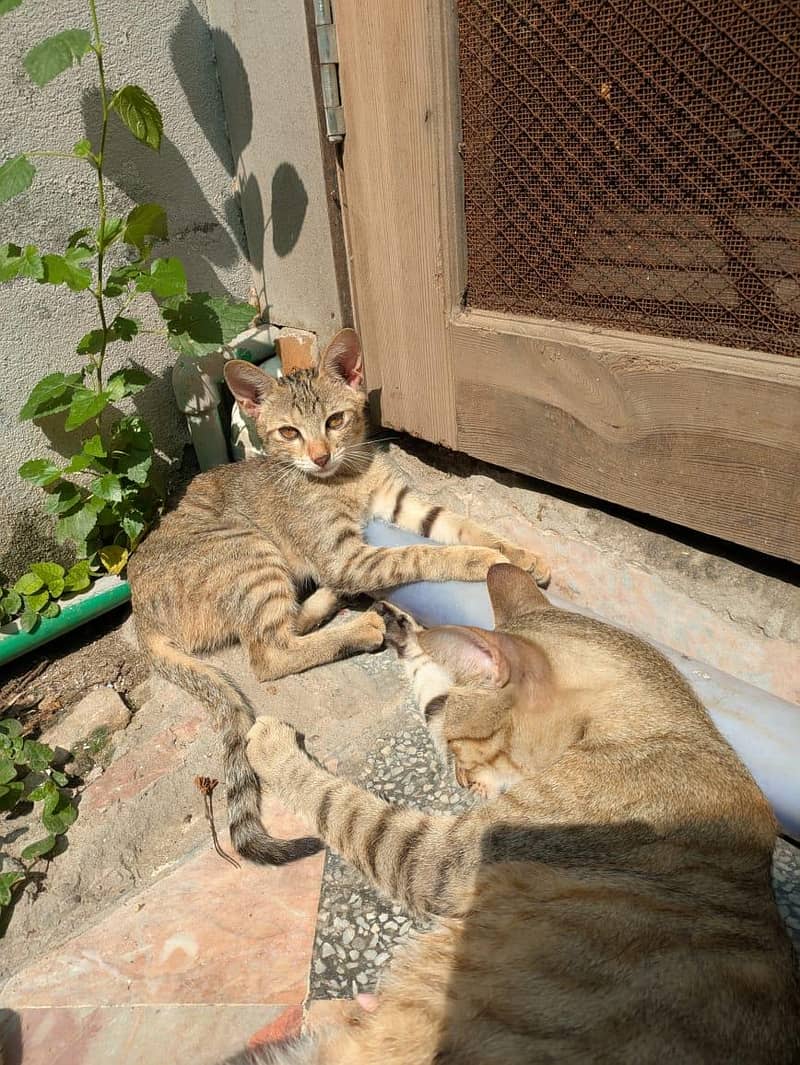 free cat 2