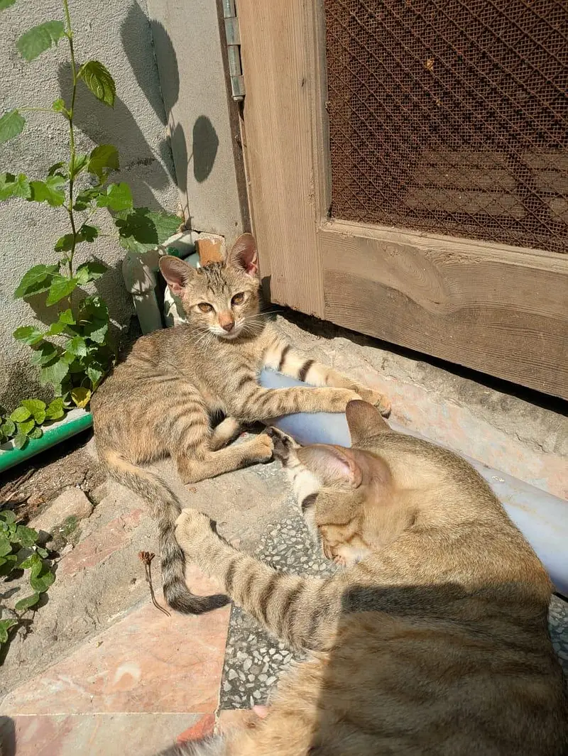 free cat — photo 3