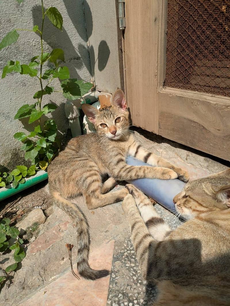 free cat 3