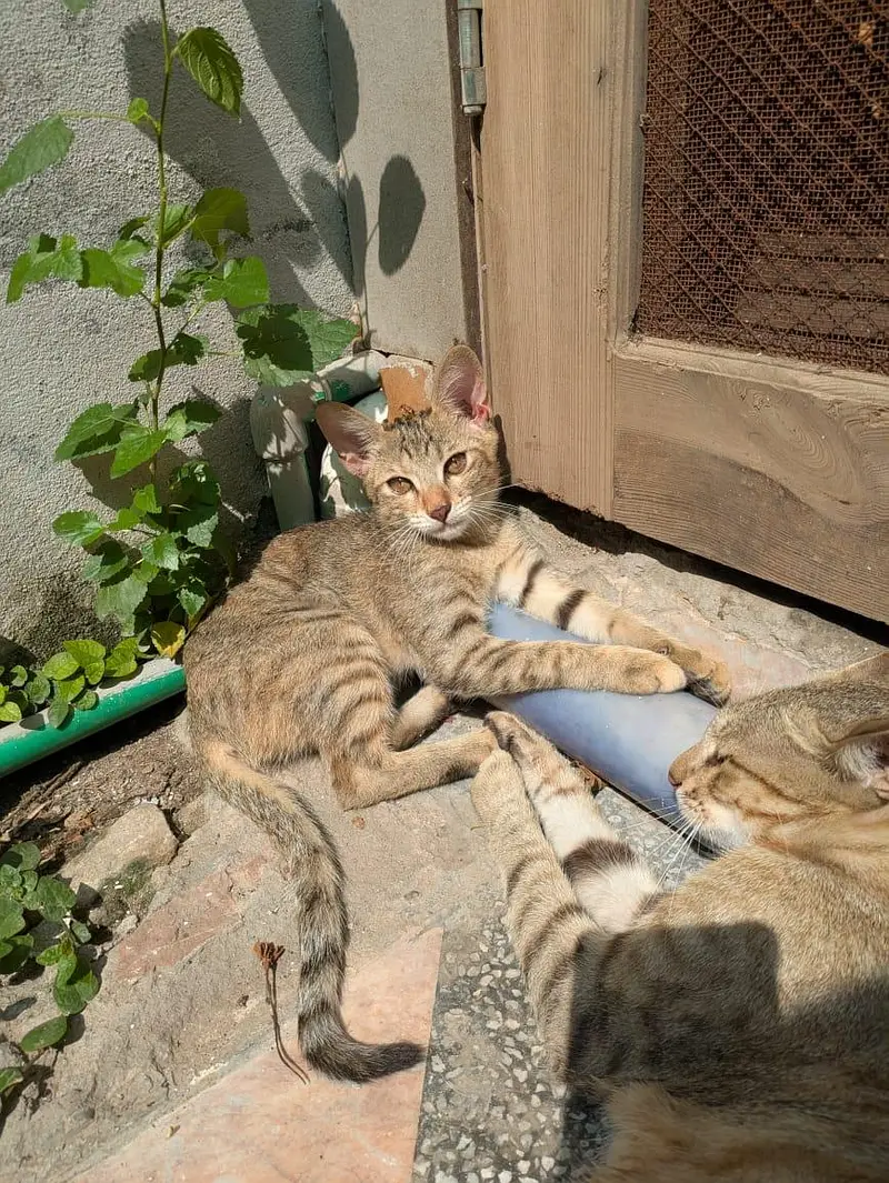 free cat — photo 4
