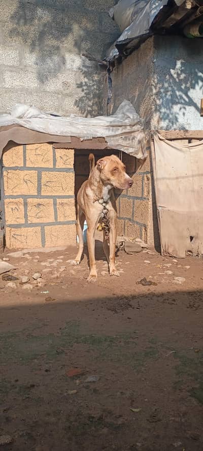 security dog 03106079736