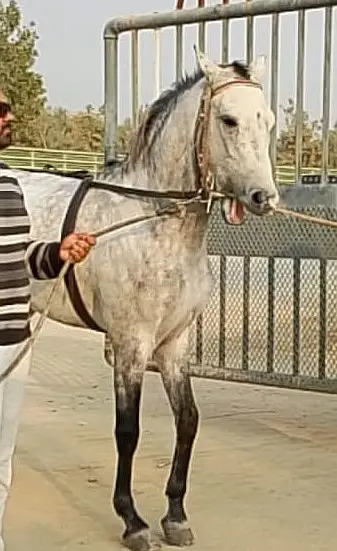 Arabian Desi Mix — photo 2